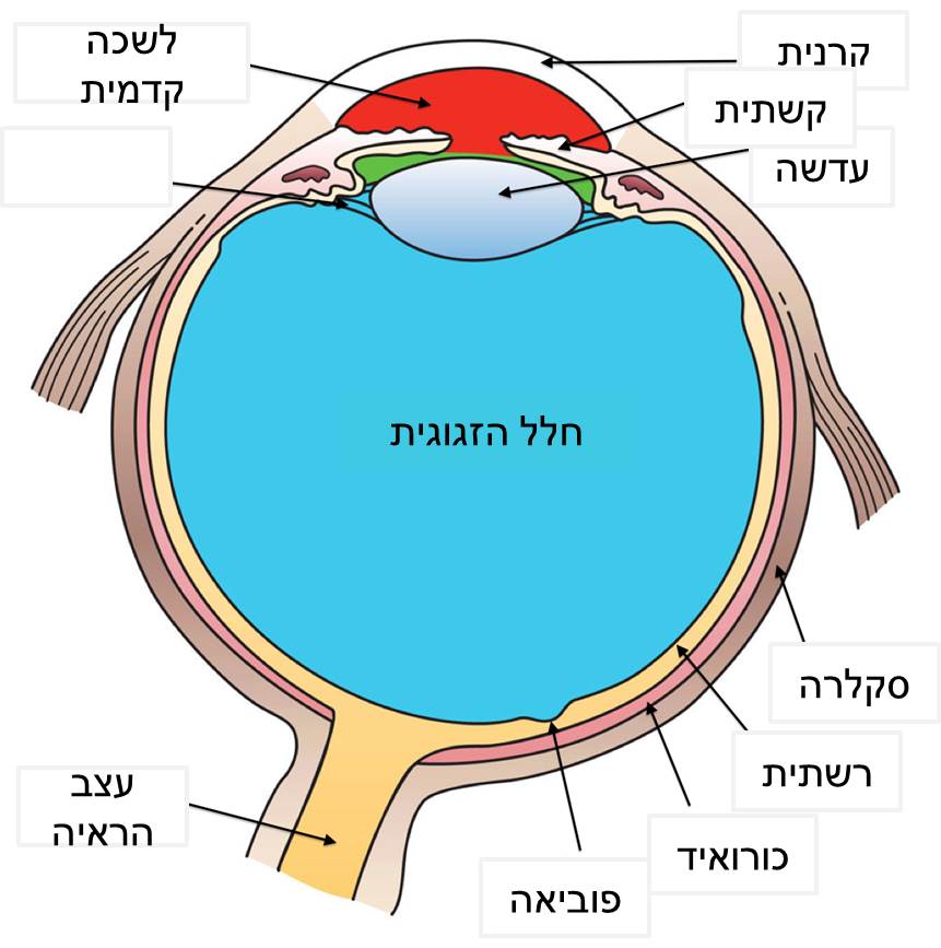 שקף מבנה העין - עין טל המומחים ברפואת עיניים