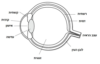 מבנה העין ודופן העין