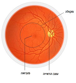 חתך העין - עצב הראייה
