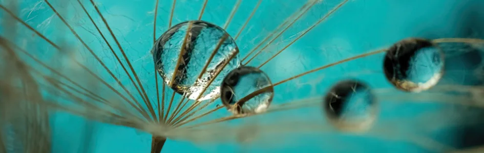 עדשות פרימיום - חדש - דף עדשות פרימיום